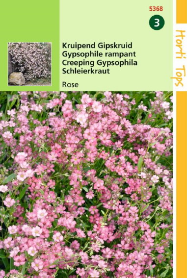 Kruipend Gipskruid Rose (Gypsophila repens) 300 zaden HT